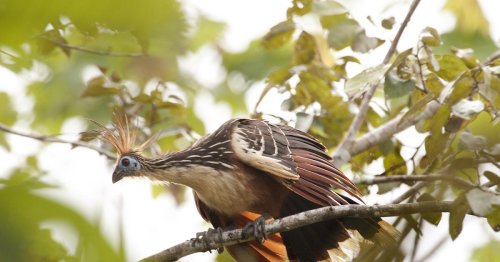 Descubre la fascinante ave con garras en las alas (y no es prehistórica)