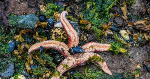 ¿Sabías que la estrella de mar ‘vomita’ su estómago? Te contamos por qué