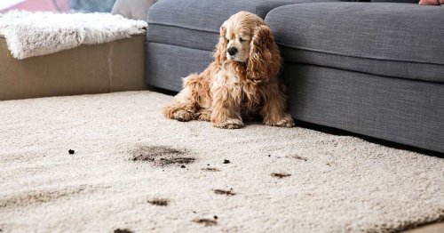 Carpet and Upholstery Cleaning Services | My Carpet Cleaning