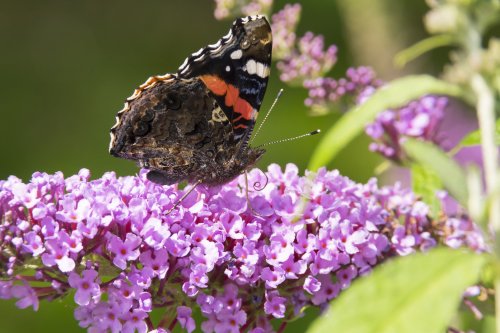 How to Grow and Care for a Butterfly Bush