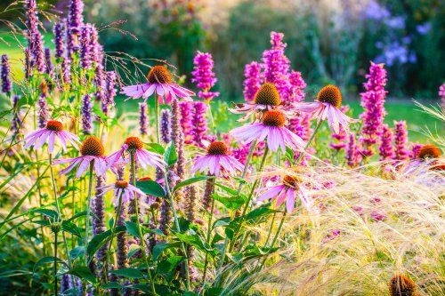 10 Low-Maintenance Perennial Flowers to Add to Your Garden
