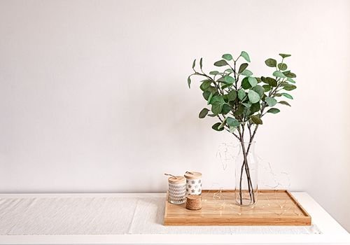 How to Grow Eucalyptus in Your Home or Garden