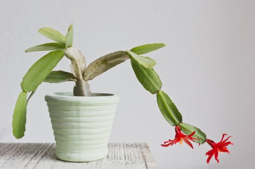 How to Care for Your Christmas Cactus