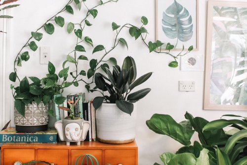 20 Types of Unique Houseplants You'll Want to Add to Your Collection