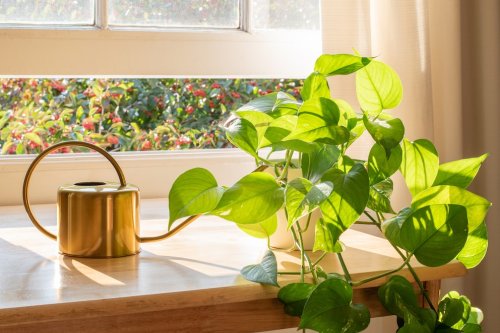 Efeutute – Tipps für die pflegeleichte Zimmerpflanze