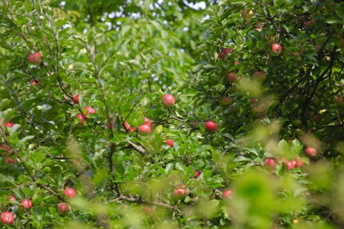 5 beliebte Obstbaumsorten und wie sie im Garten ertragreich wachsen