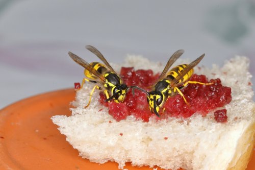 Wespen vertreiben: Diese Tipps helfen wirklich