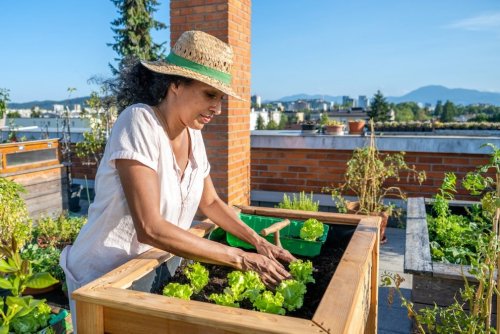 5 Gemüse, die sich für ein Hochbeet auf Balkon und Terrasse eignen