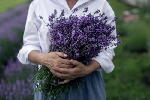 Wie man Lavendel trocknet und verarbeitet