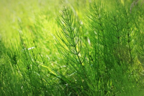So werden Sie Ackerschachtelhalm im Garten los
