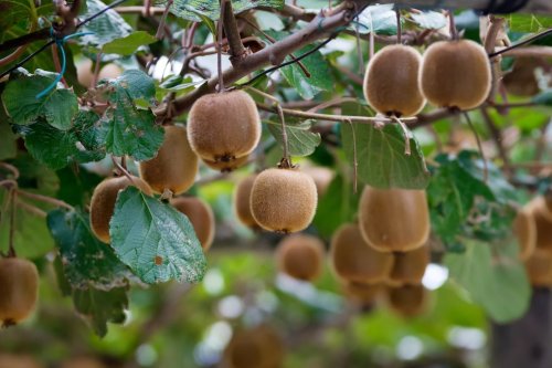 Schlingtriebe bei Kiwi entfernen