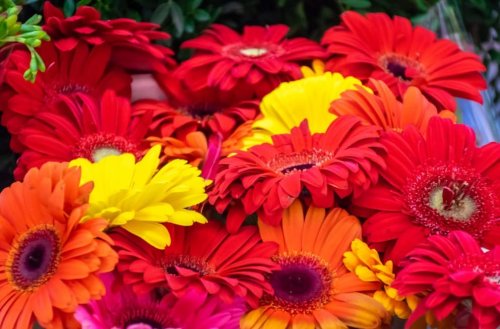 Gerbera – so hält der Ausdauerblüher noch länger