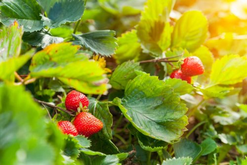 Erdbeeren richtig pflanzen und pflegen