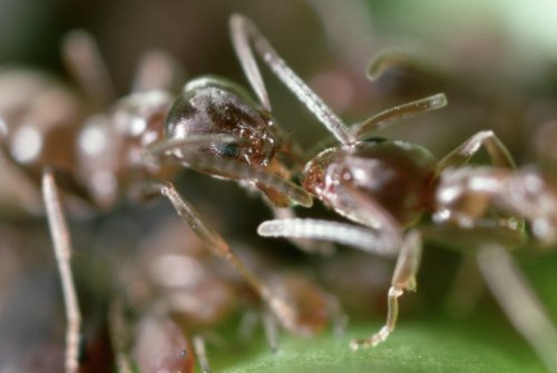 Argentinische Ameise auf dem Vormarsch