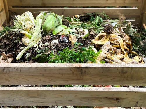Kompost-Verbot für Pflanzen mit Wurzelfäule