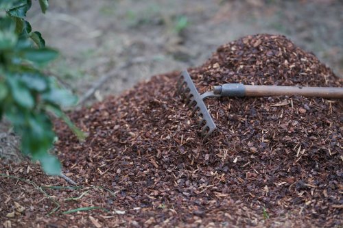 Mit Mulch im Garten die Pflanzen vor Trockenheit schützen