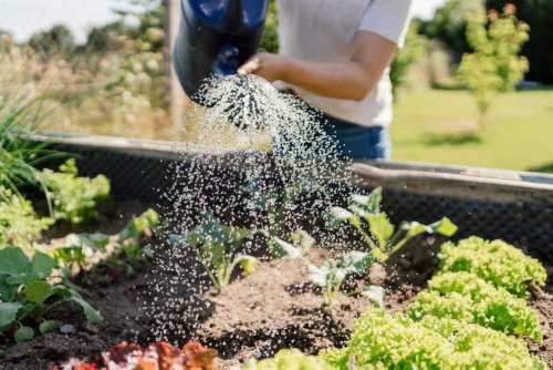 Wie Gartenbesitzer auf den Klimawandel reagieren sollten