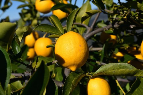 Zitronenbaum im Kübel richtig pflanzen und pflegen
