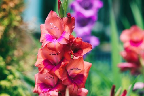 Was Gladiolen brauchen, um prächtig aufzublühen