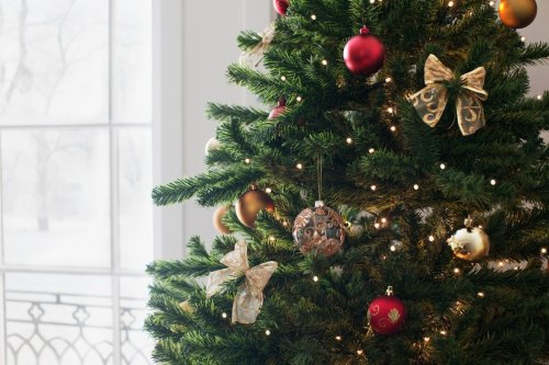 Irre, wie viele Insekten man sich mit einem Weihnachtsbaum ins Haus holt
