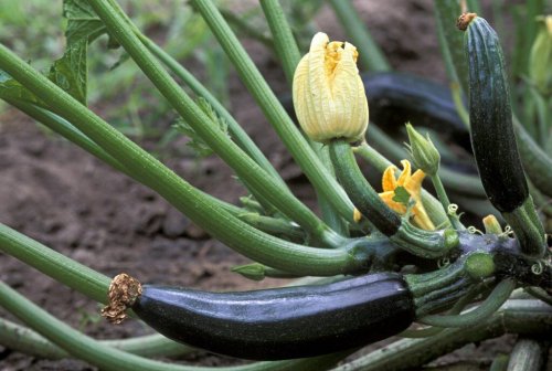Warum selbst gezüchtete Zucchini giftig sein können