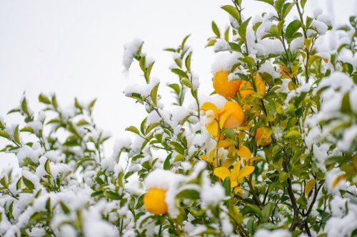 Welche Pflege Zitruspflanzen im Winter dringend brauchen
