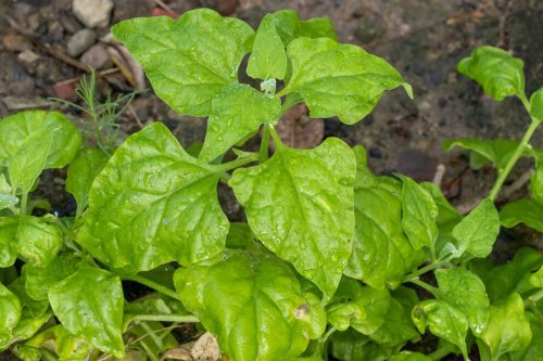 Statt Spinat! 7 interessante Alternativen fürs Gemüsebeet