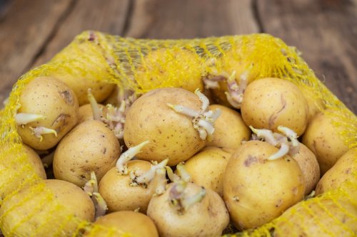 Mit diesem Trick kann man das Keimen von Kartoffeln verhindern