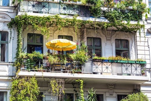 6 Kletterpflanzen, die sich perfekt als Sichtschutz für den Balkon eignen