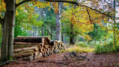 Holzdiebstahl im Wald! Wie Behörden dagegen vorgehen