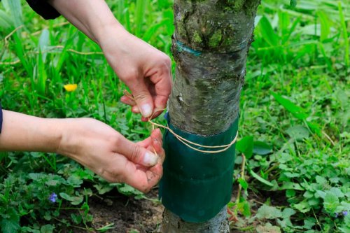 Wie Sie jetzt mit Leimringen Obstbäume vor Schädlingen schützen