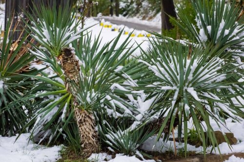 4 winterharte Palmen, die Frost überstehen können