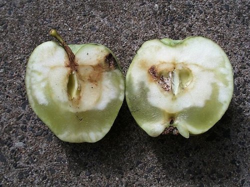 Warum haben Äpfel manchmal glasige Stellen?