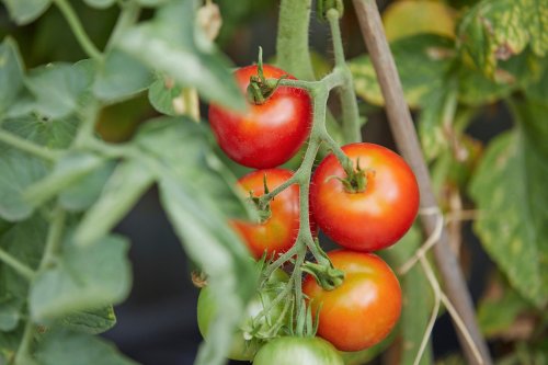 Wann man Tomatenpflanzen ausgeizen sollte und wie es richtig geht