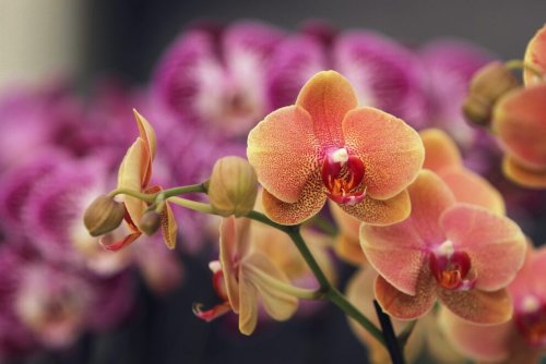 Orchidee – wie die Königin der Blumen immer wieder blüht