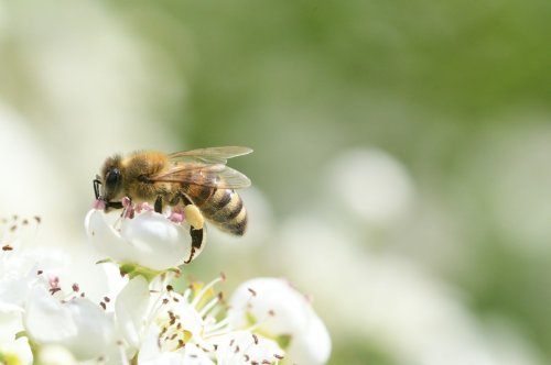 Bienentränke bauen für Garten und Balkon