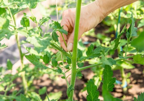 Wann man Tomatenpflanzen ausgeizen sollte und wie es richtig geht