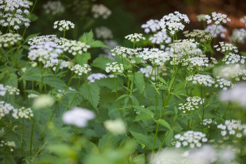 Giersch im Garten? So werden Sie ihn los und verwerten ihn noch sinnvoll