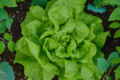 Wie man Kopfsalat im Garten anbaut