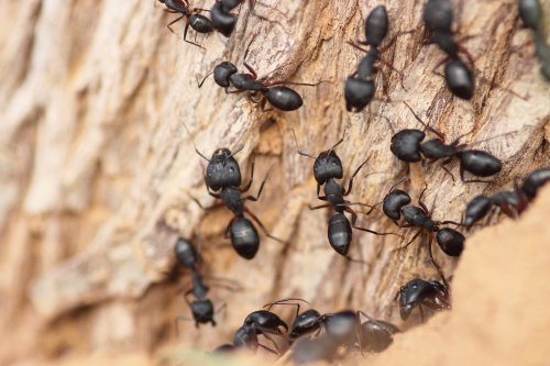 4 Tipps gegen Ameisen in der Wohnung