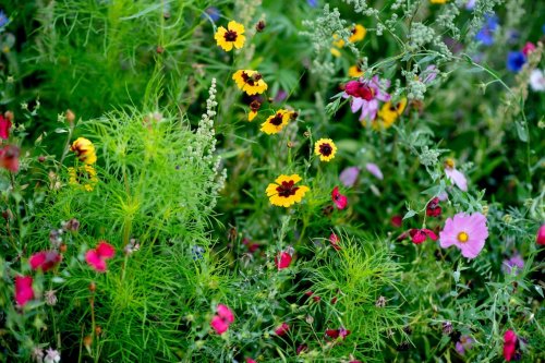 6 Wiesenblumen, die Insekten im Garten helfen