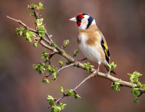Wie man 5 beliebte Singvögel im Garten erkennt