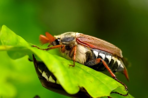 Maikäfer im Garten - Fluch oder Segen?