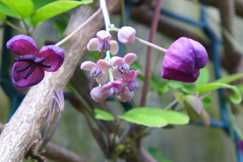 Klettergurke – eine duftende Rankpflanze für Garten, Balkon oder Pergola