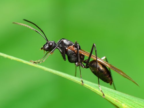 Fliegende Ameisen im Garten – was steckt dahinter?