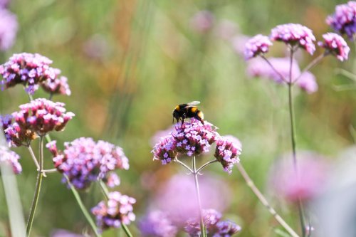 Was Hobbygärtner gegen das Insektensterben tun können
