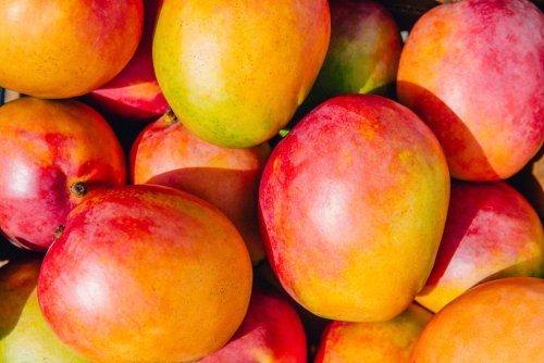 Kann man aus einem Mangokern eine Pflanze ziehen?