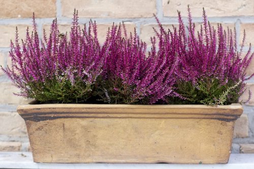 7 winterharte und farbenfrohe Pflanzen für draußen
