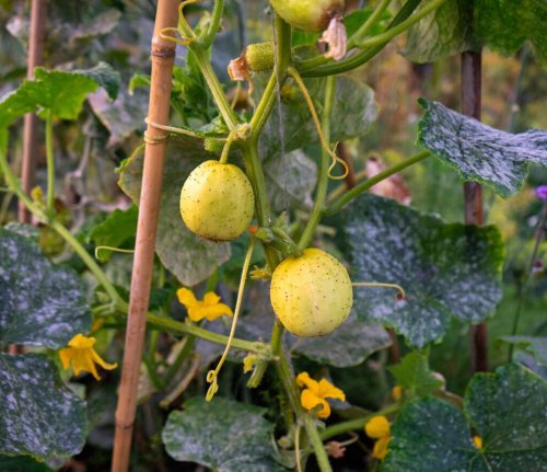 Wie man Zitronengurken im Garten oder auf dem Balkon anbaut