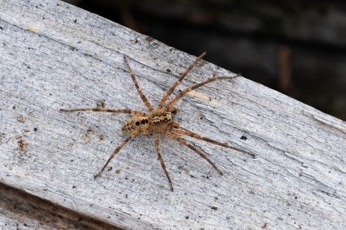 Giftige Nosferatu-Spinne breitet sich weiter aus! Was tun, wenn man sie entdeckt?
